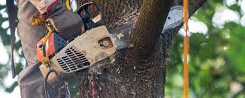 Best Tree Risk Assessment  in Blissfield, MI