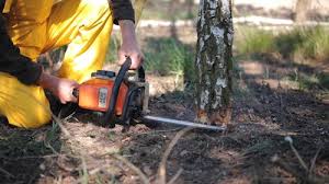 Professional  Tree Services in Blissfield, MI